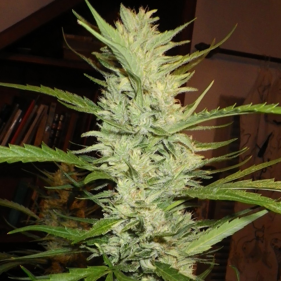 Семена конопли  Super Lemon Haze feminised Ganja Seeds