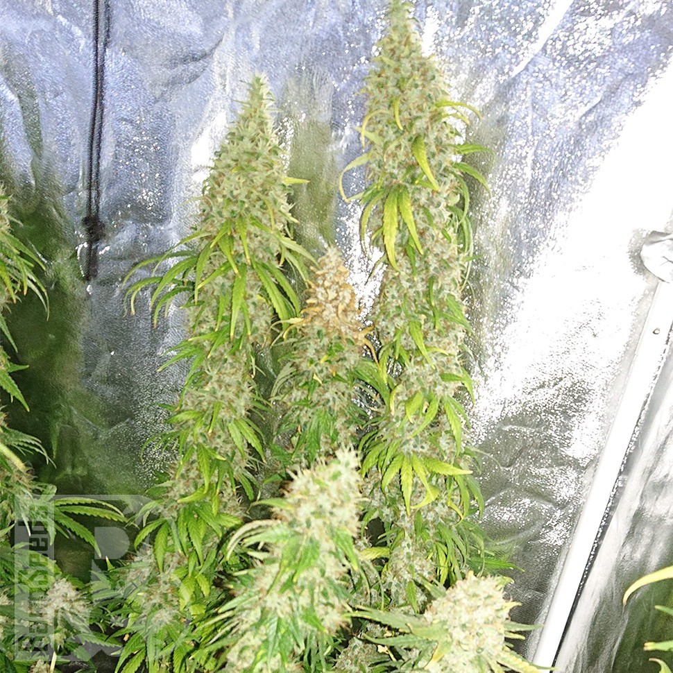 Семена ганжа  Lennon feminised Ganja Seeds