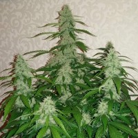 Auto Nefertiti feminised Ganja Seeds