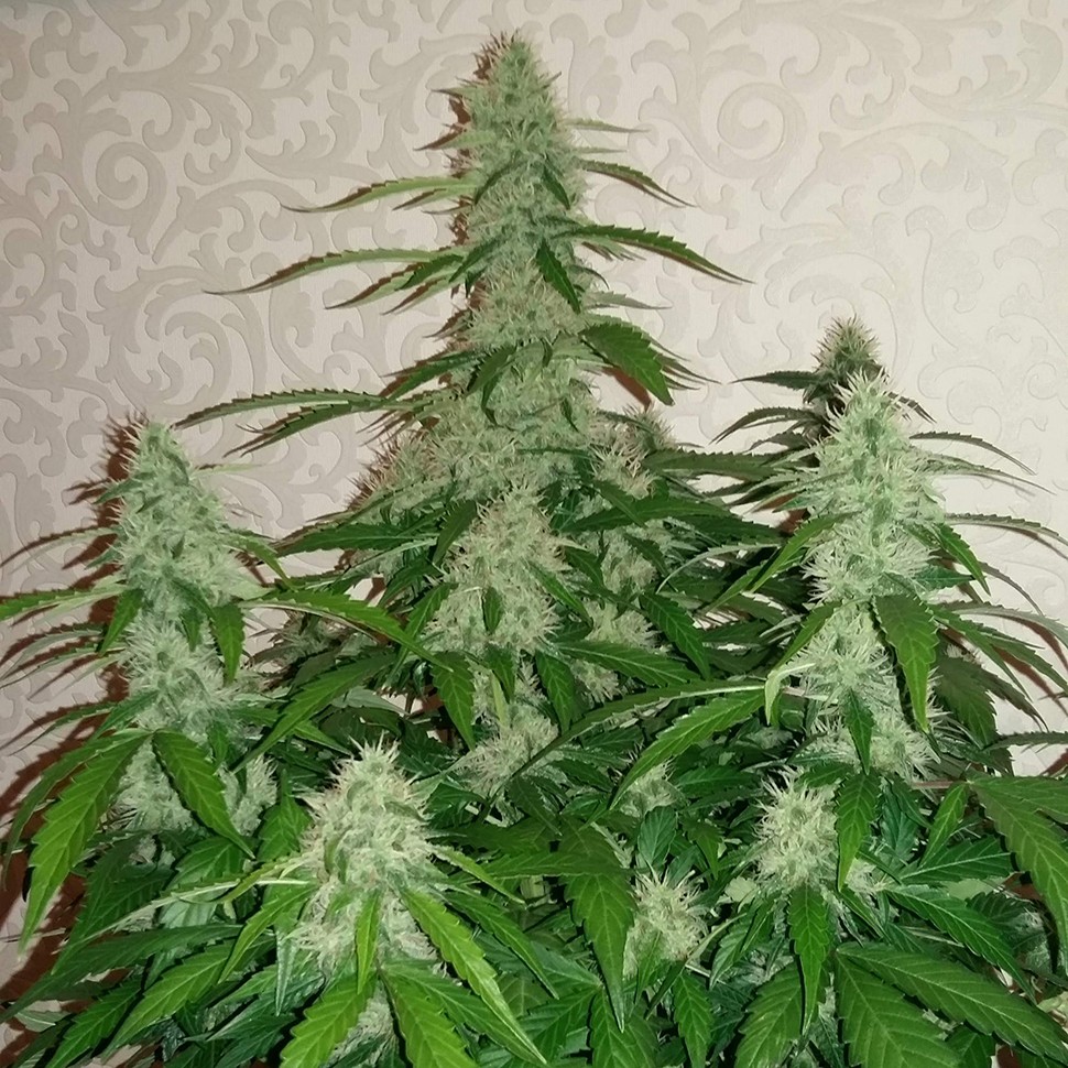 Семена каннабиса  Auto Nefertiti feminised Ganja Seeds