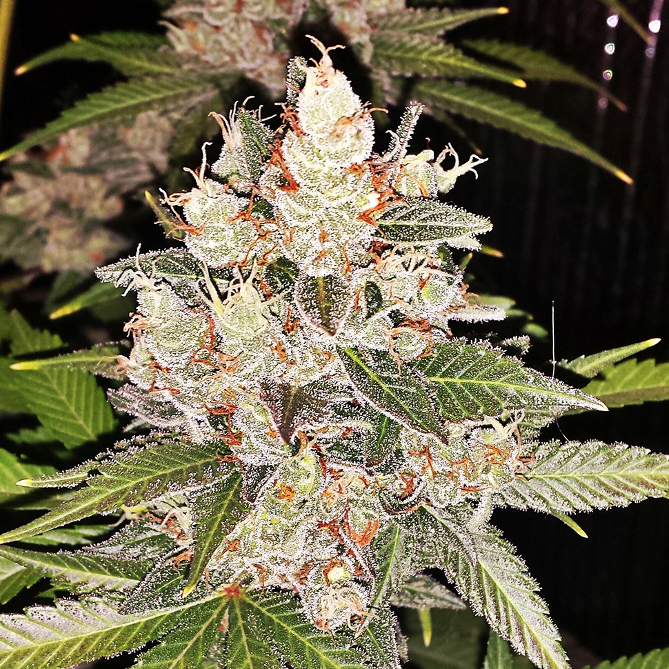 Семена конопли  Sour Diesel feminised Ganja Seeds