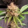 Семена конопли  Sour Diesel feminised Ganja Seeds
