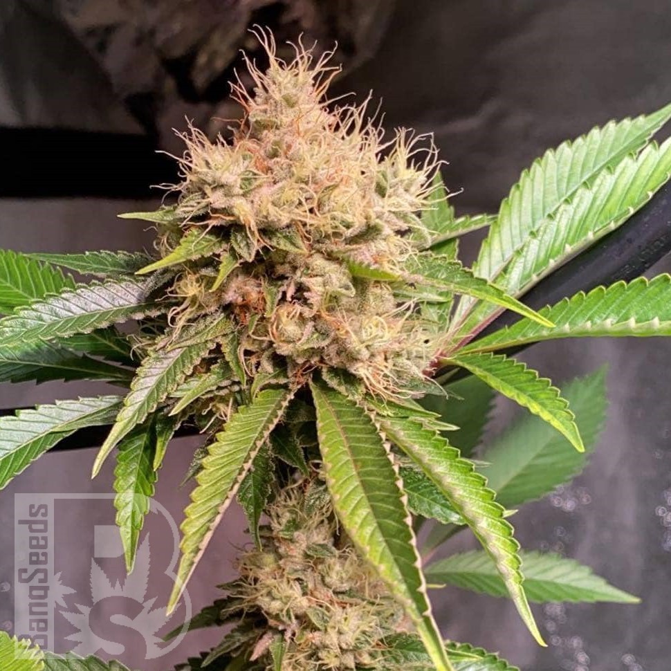Семена конопли  Sour Diesel feminised Ganja Seeds