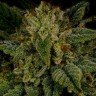 Семена конопли  Sour Diesel feminised Ganja Seeds