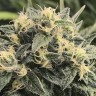 Семена конопли  Sour Diesel feminised Ganja Seeds