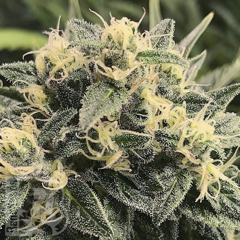 Семена конопли  Sour Diesel feminised Ganja Seeds