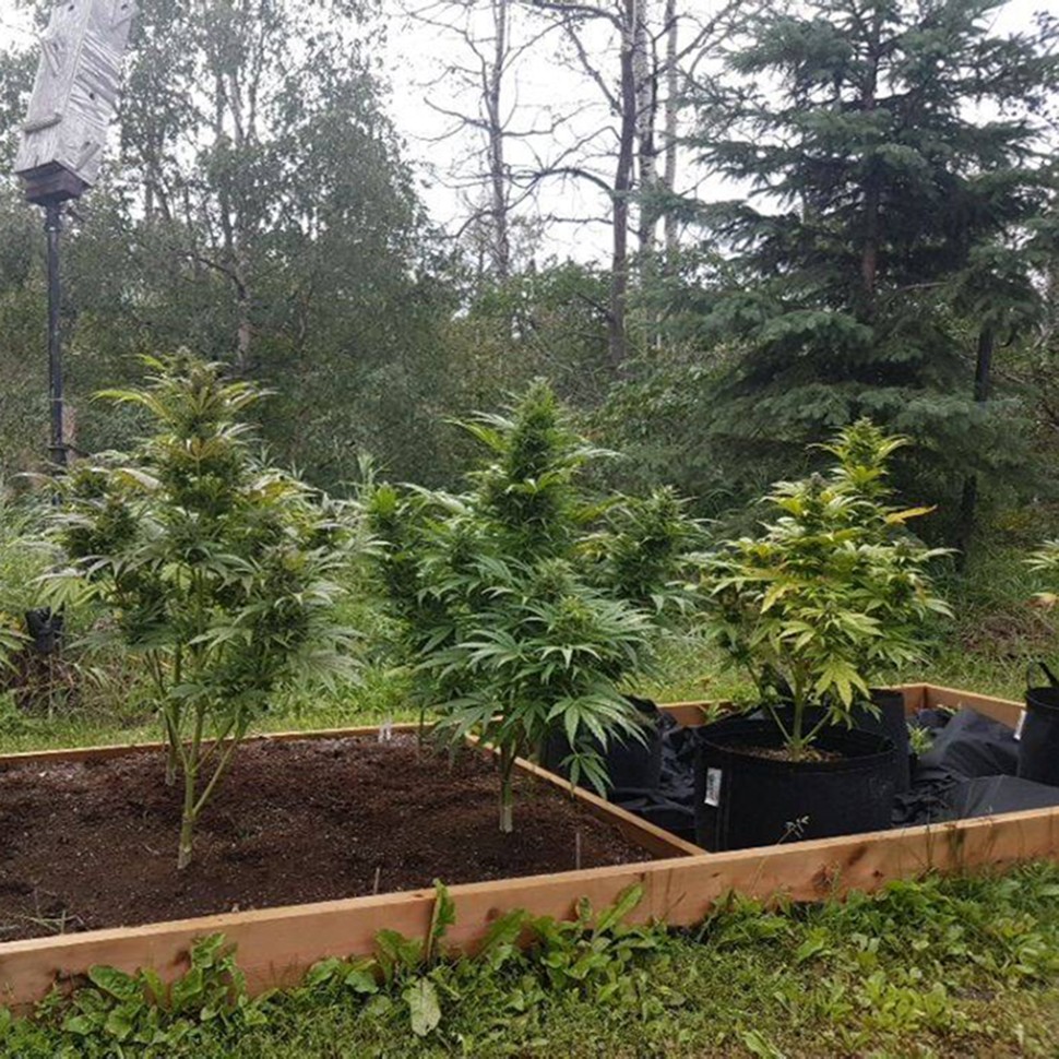 Семена конопли  Original Afghani #1 regular Ganja Seeds