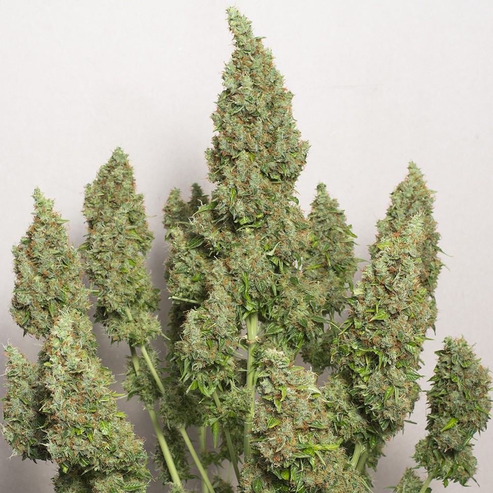 Семена ганжа  Auto Issyk feminised Bang Seeds
