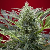 Cream 47 feminised Fast Version Ganja Seeds 