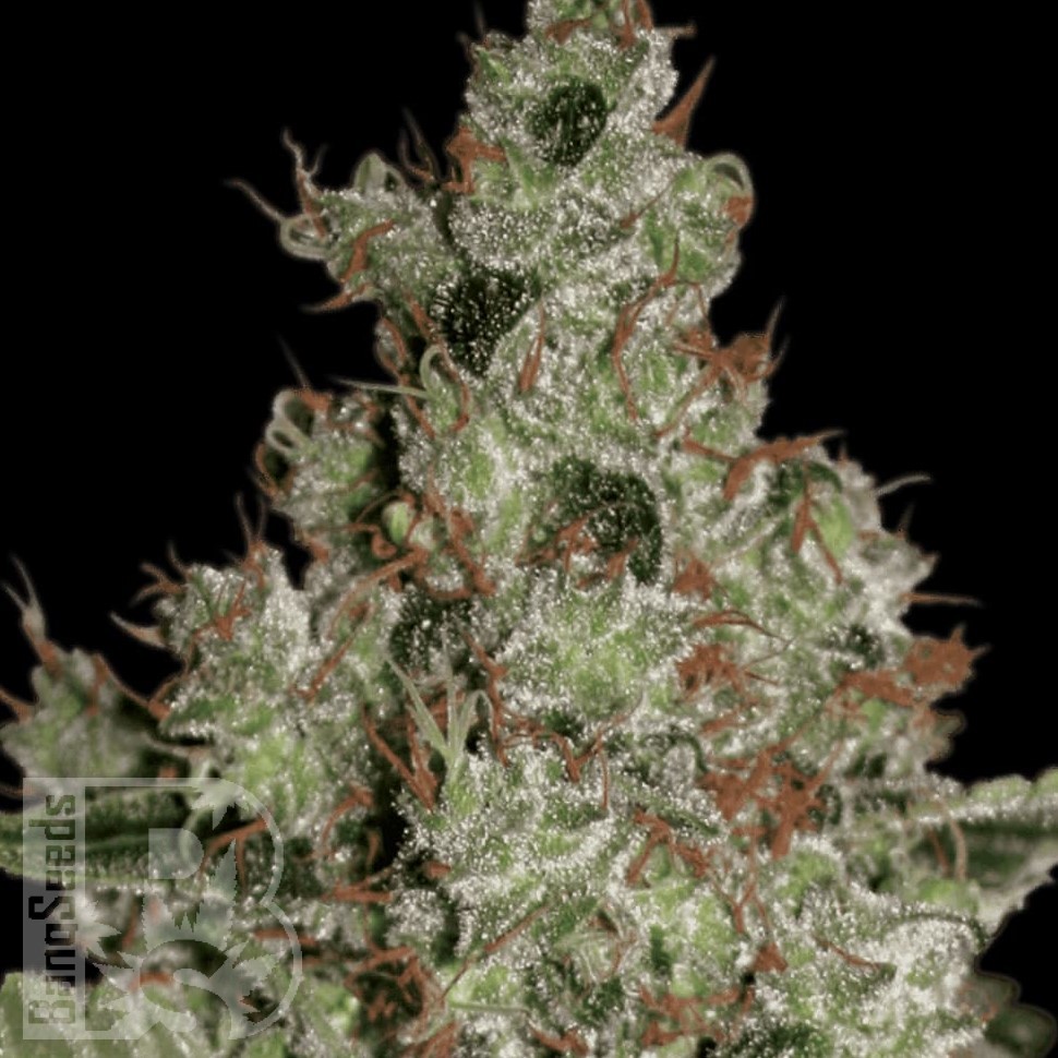 Семена конопли  Cream 47 feminised Fast Version Ganja Seeds 