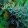 Jock Horror feminised Ganja Seeds