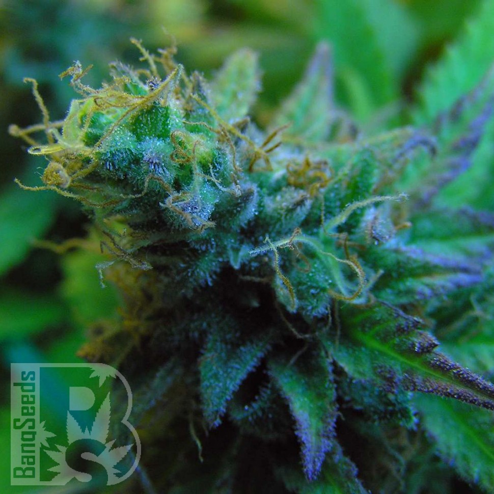 Jock Horror feminised Ganja Seeds