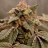 Jock Horror feminised Ganja Seeds