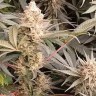 Jock Horror feminised Ganja Seeds