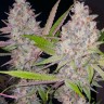 Jock Horror feminised Ganja Seeds