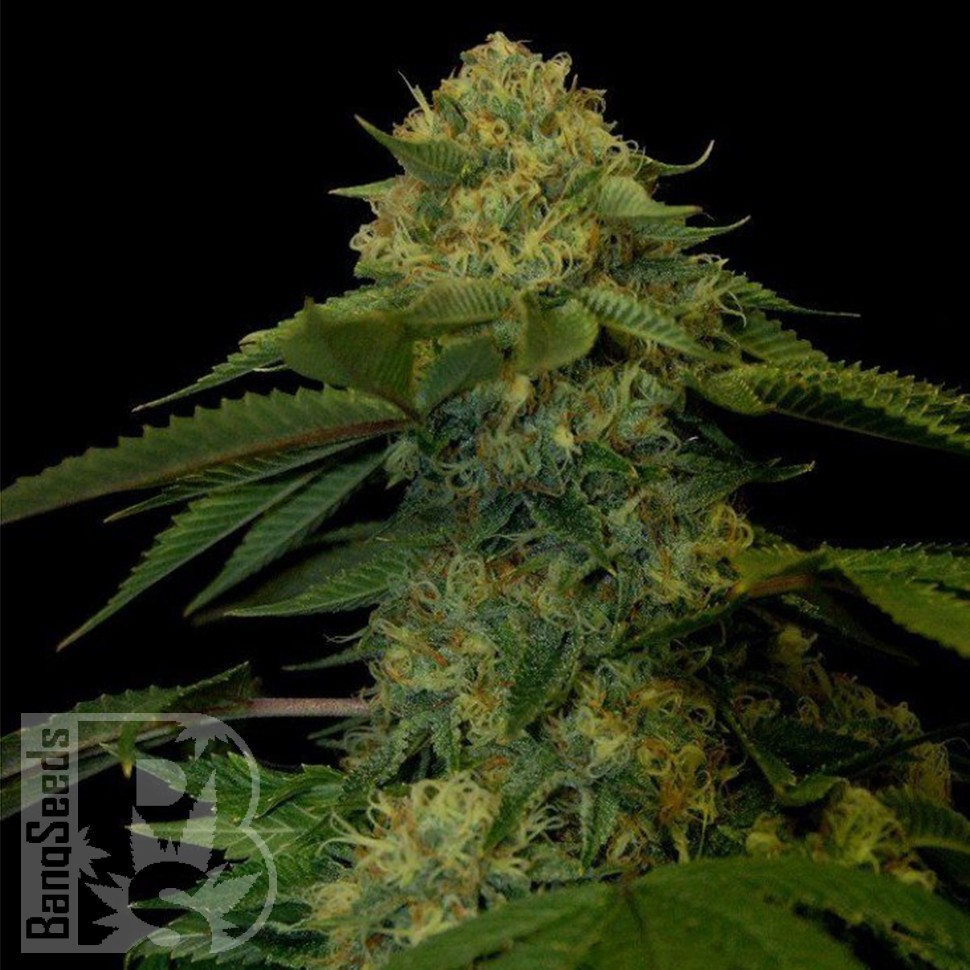 Семена ганжа  Holy Grail feminised Ganja Seeds