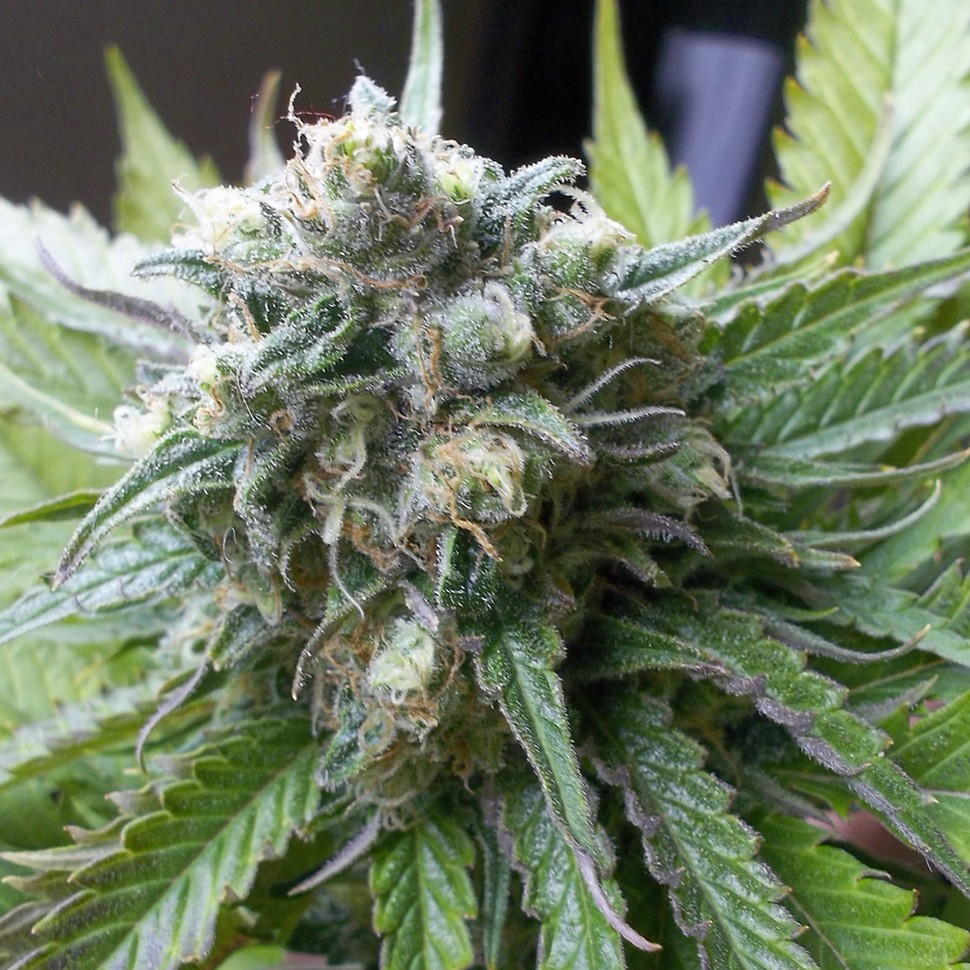 Семена конопли  Super Critical Kali Haze feminised Ganja Seeds