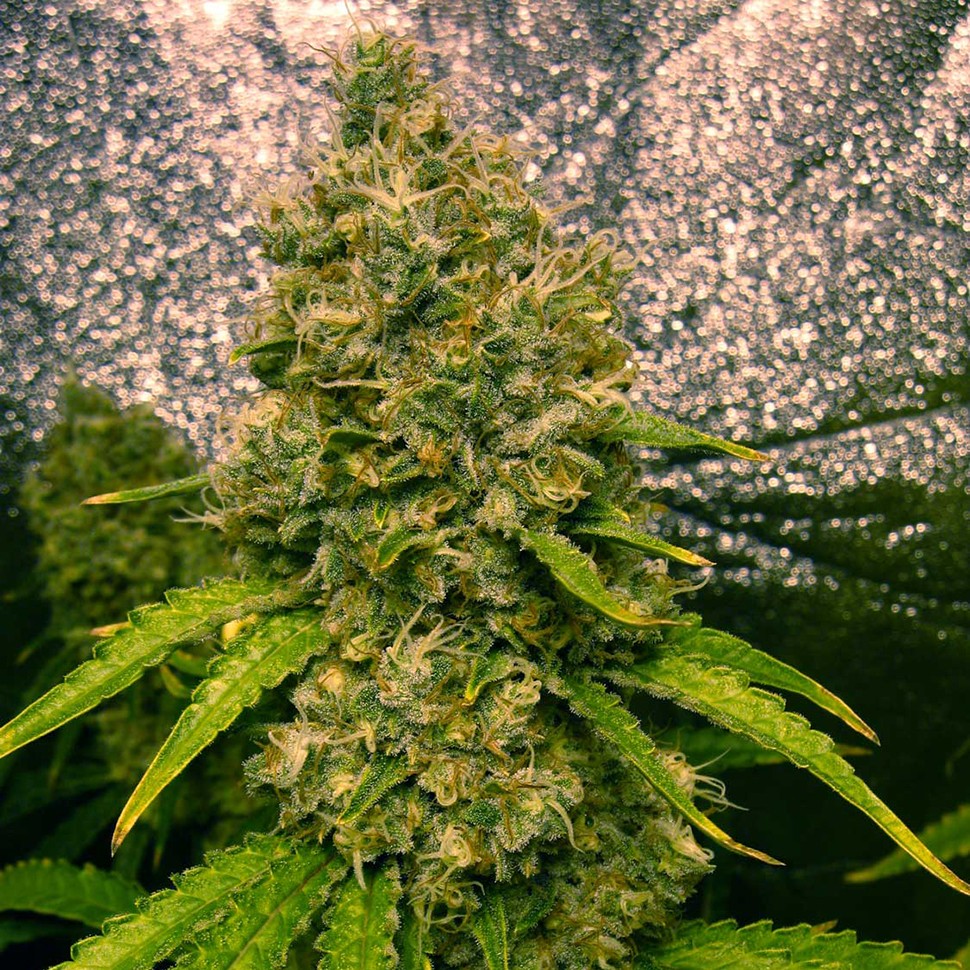 Семена ганжа  Auto Jasybay feminised Bang Seeds