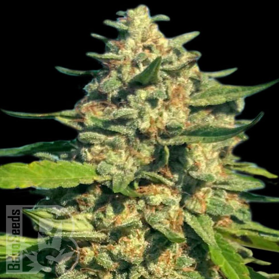 Семена  Cream Caramel feminised Fast Version Ganja Seeds