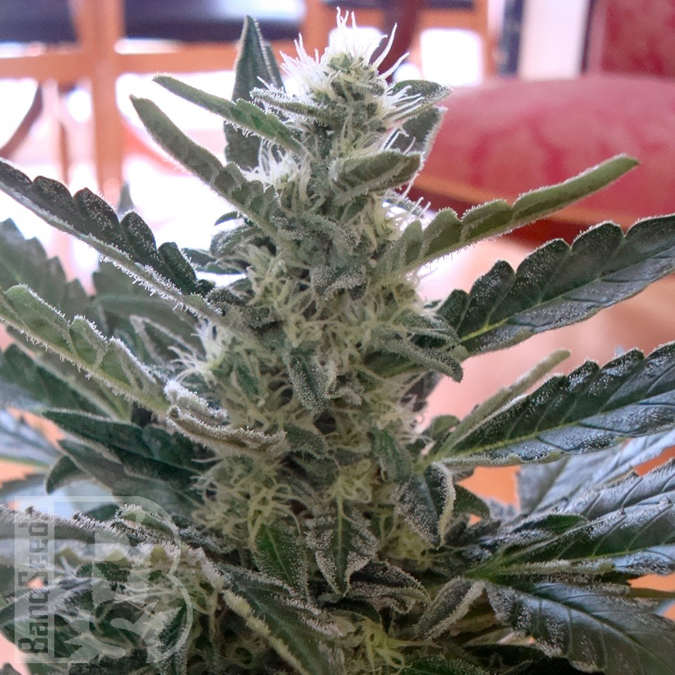 Семена каннабиса  Auto Moby Dick feminised Ganja Seeds