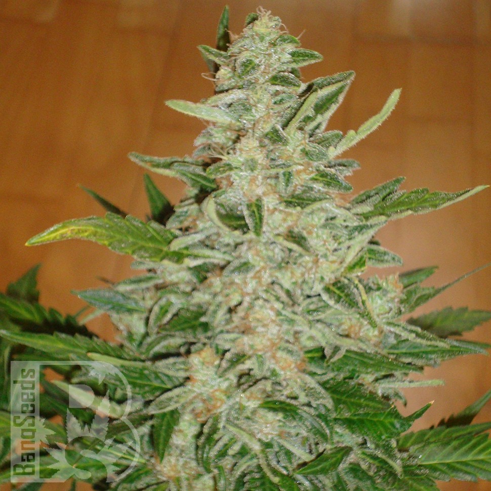 Auto Moby Dick feminised Ganja Seeds заказать