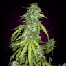 Семена каннабиса  Auto Moby Dick feminised Ganja Seeds