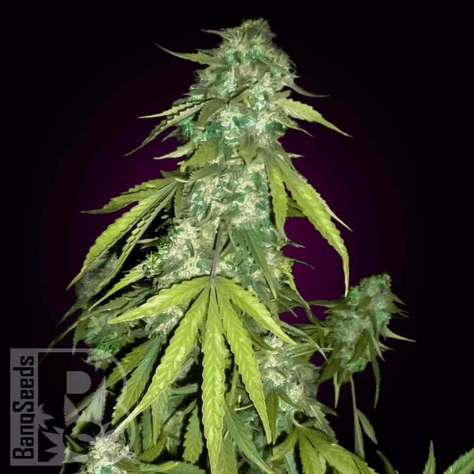 Семена каннабиса  Auto Moby Dick feminised Ganja Seeds