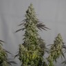 Семена каннабиса  Auto Moby Dick feminised Ganja Seeds