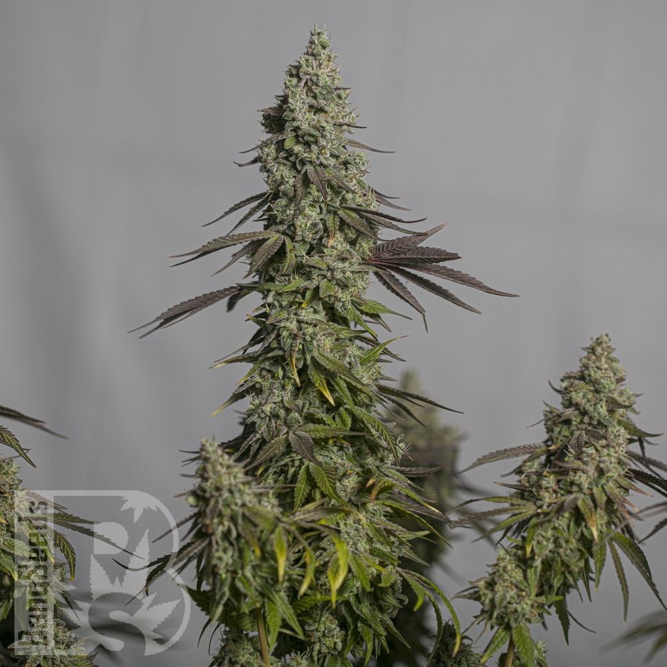 Семена каннабиса  Auto Moby Dick feminised Ganja Seeds