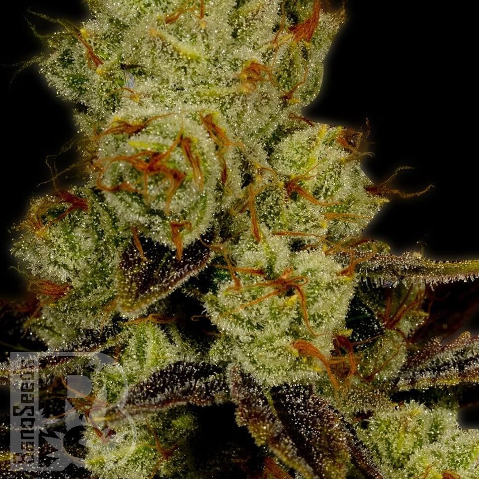 L.A. Confidential feminised Ganja Seeds