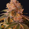 L.A. Confidential feminised Ganja Seeds