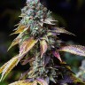 L.A. Confidential feminised Ganja Seeds