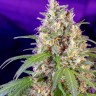 семена конопли пищевые Crystal Candy feminised Ganja Seeds Fast Version