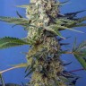 семена конопли курьером Crystal Candy feminised Ganja Seeds Fast Version