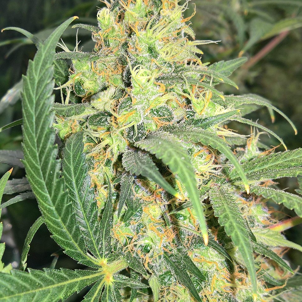Семена каннабиса  Super Skunk feminised Ganja Seeds