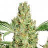 Семена каннабиса  Super Skunk feminised Ganja Seeds