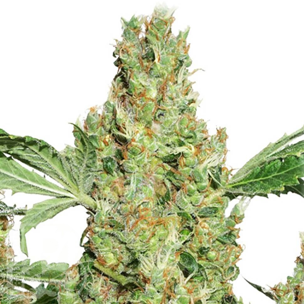 Семена каннабиса  Super Skunk feminised Ganja Seeds