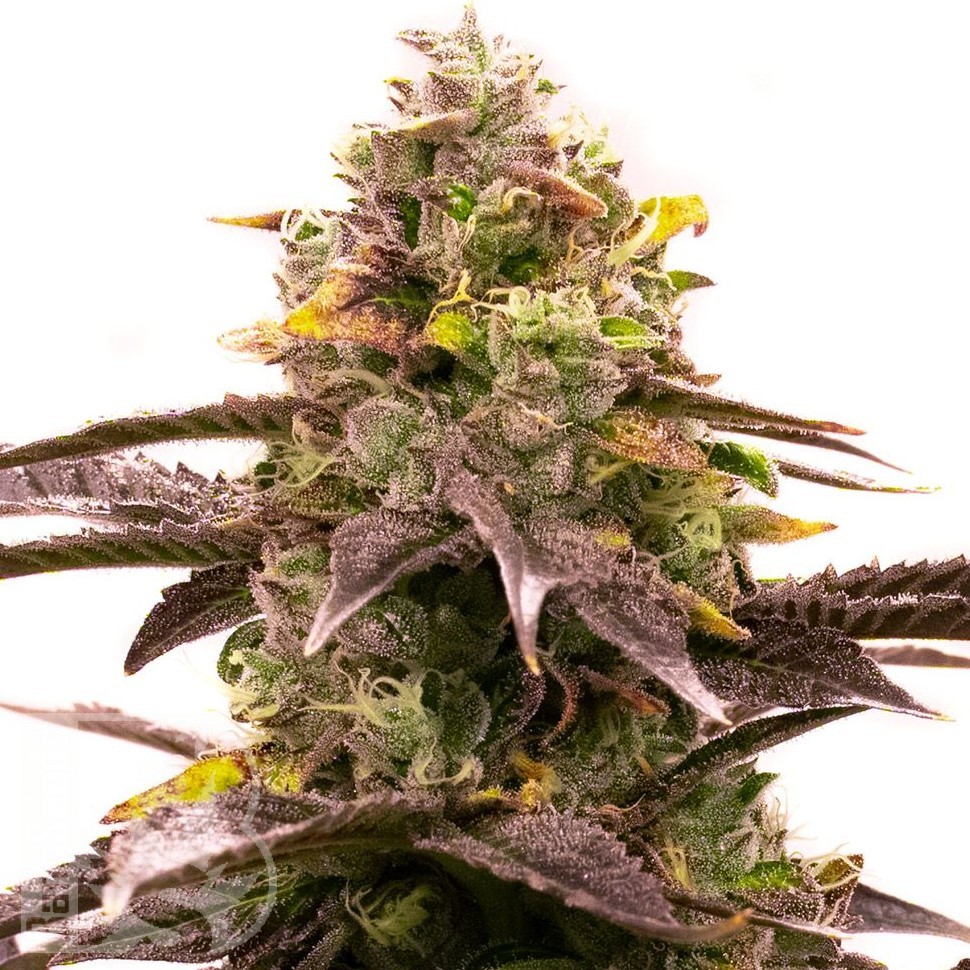 Семена конопли  White Diesel Haze feminised Ganja Seeds