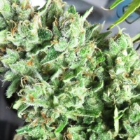Point Of No Return x AK-47 (Powerful) regular Ganja Seeds