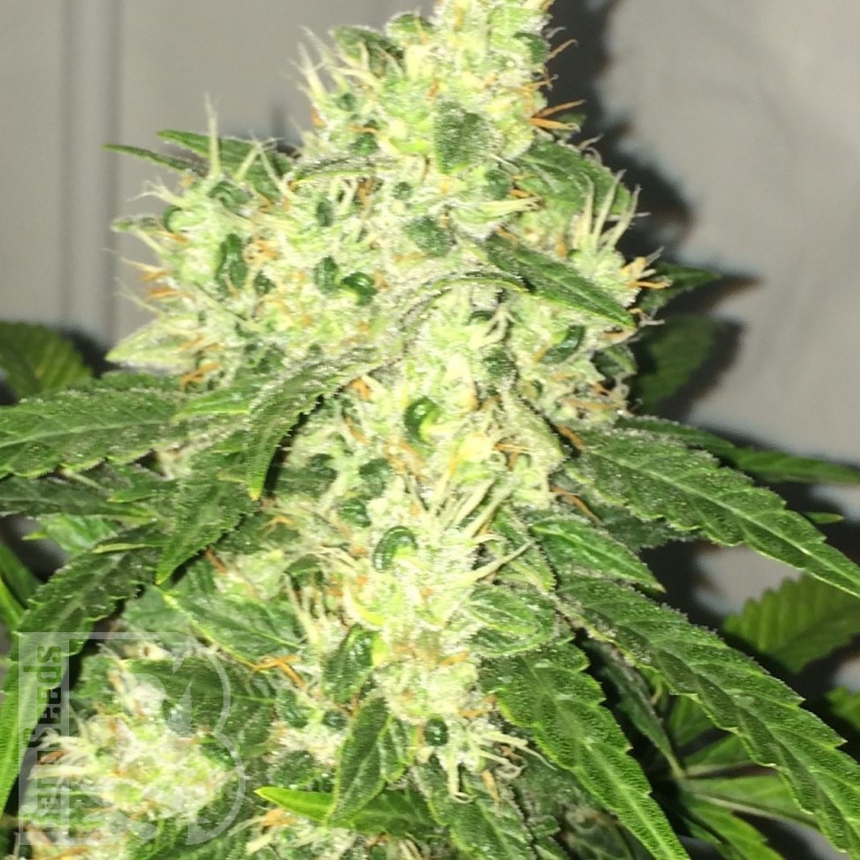 Семена марихуаны  Point Of No Return x AK-47 (Powerful) regular Ganja Seeds