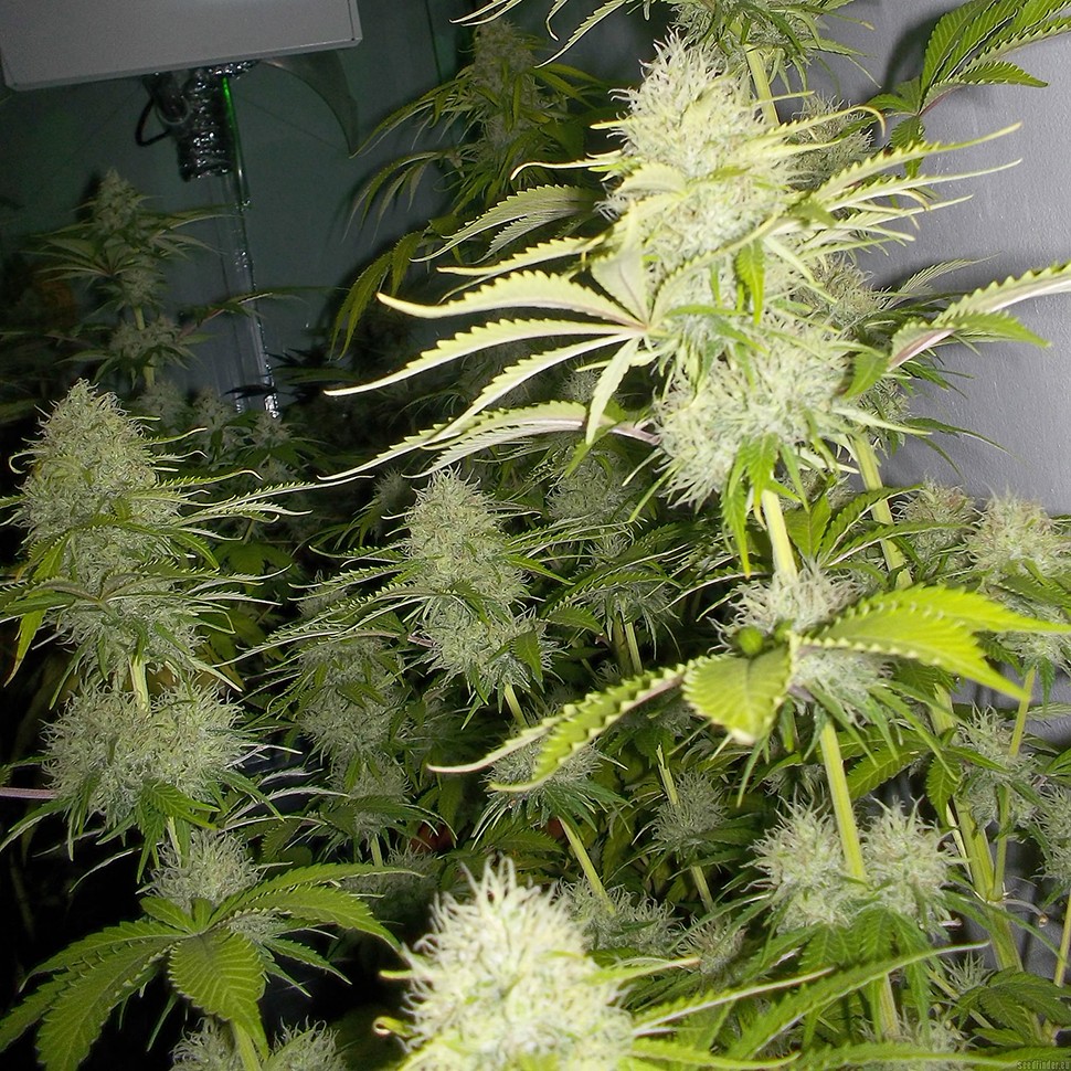 Семена марихуаны Auto Kaindy feminised Bang Seeds