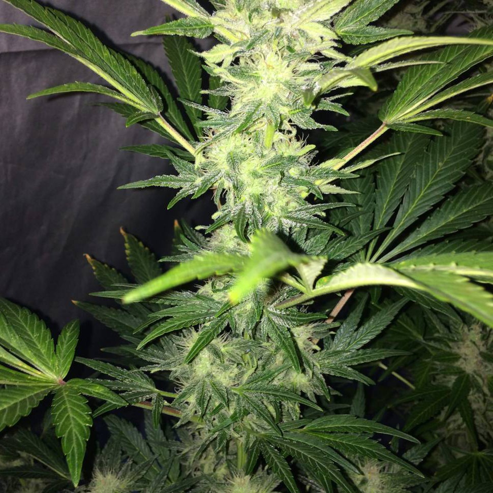 дешевые семена конопли Auto Kaindy feminised дешевые семена конопли Auto Kaindy feminised