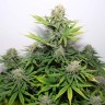 Семена марихуаны Auto Kaindy feminised Bang Seeds Семена марихуаны Auto Kaindy feminised Bang Seeds