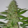 Семена марихуаны Auto Kaindy feminised Bang Seeds Семена марихуаны Auto Kaindy feminised Bang Seeds