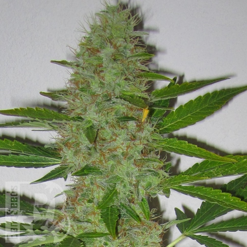 Семена марихуаны Auto Kaindy feminised Bang Seeds Семена марихуаны Auto Kaindy feminised Bang Seeds