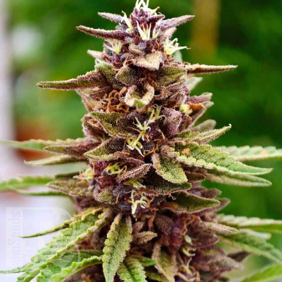 Семена конопли  Lavender feminised Ganja Seeds