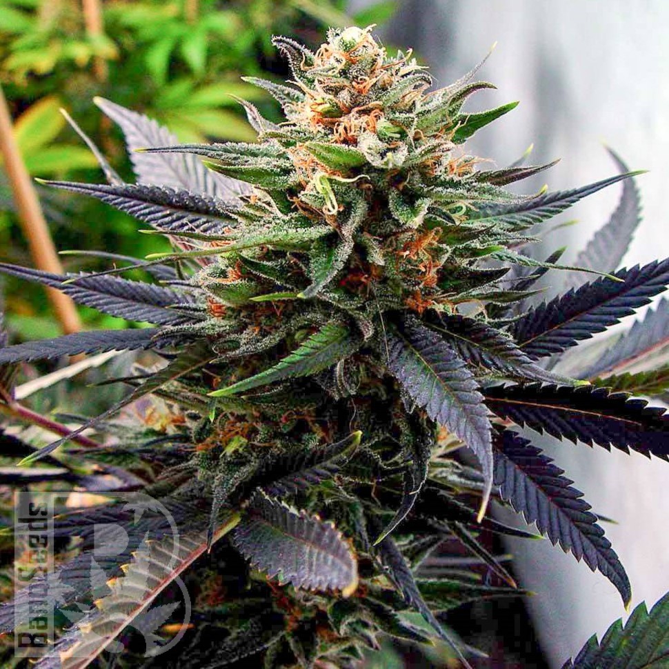 Семена конопли  Lavender feminised Ganja Seeds