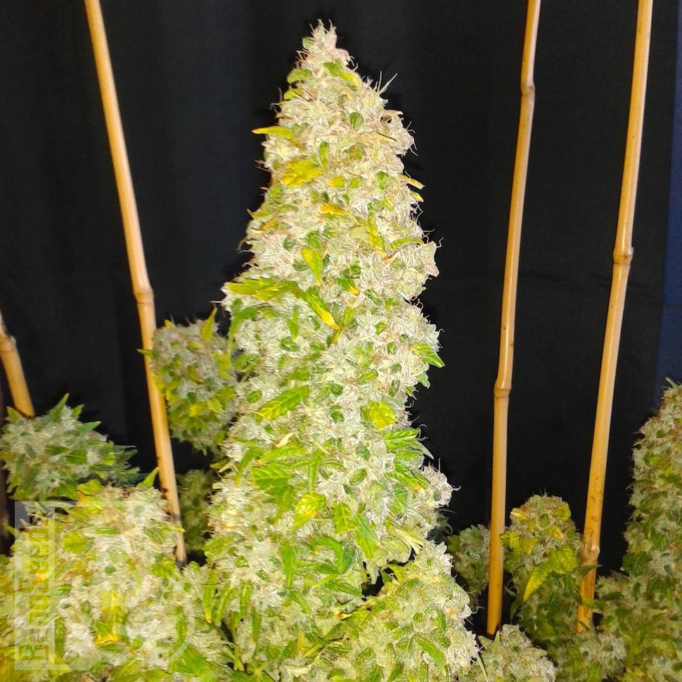 Семена конопли  Auto Moscow feminised Ganja Seeds