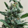 Семена конопли  Auto Moscow feminised Ganja Seeds