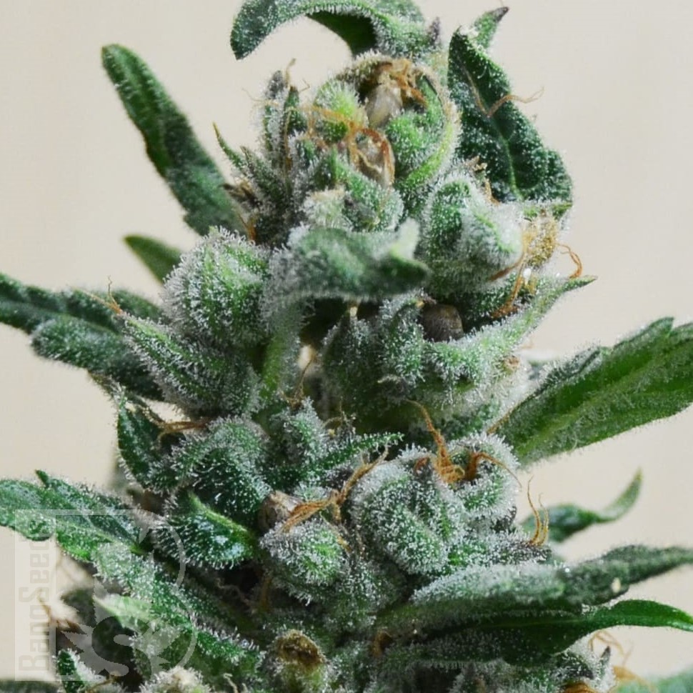 Семена конопли  Auto Moscow feminised Ganja Seeds